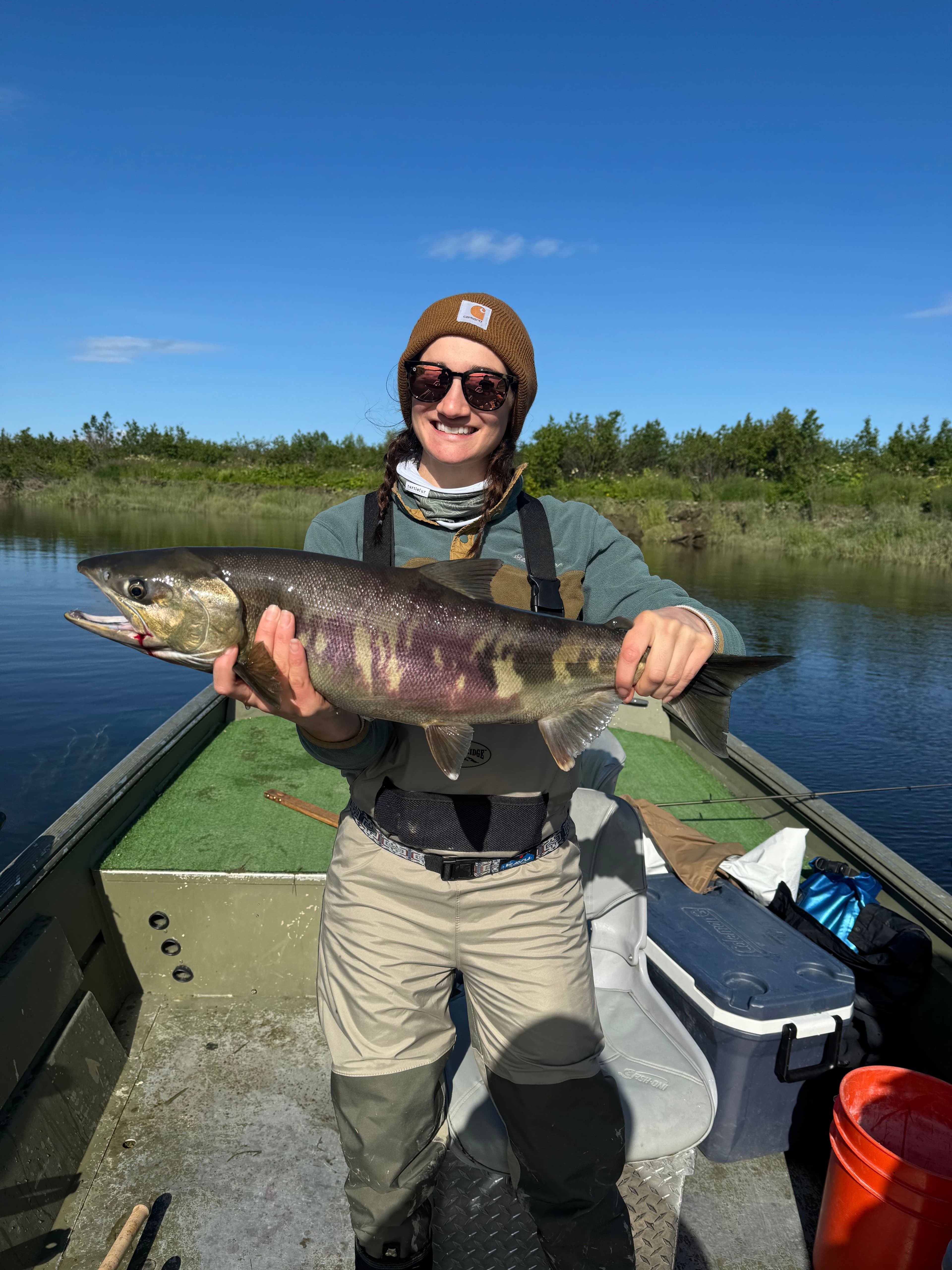 Chum Salmon