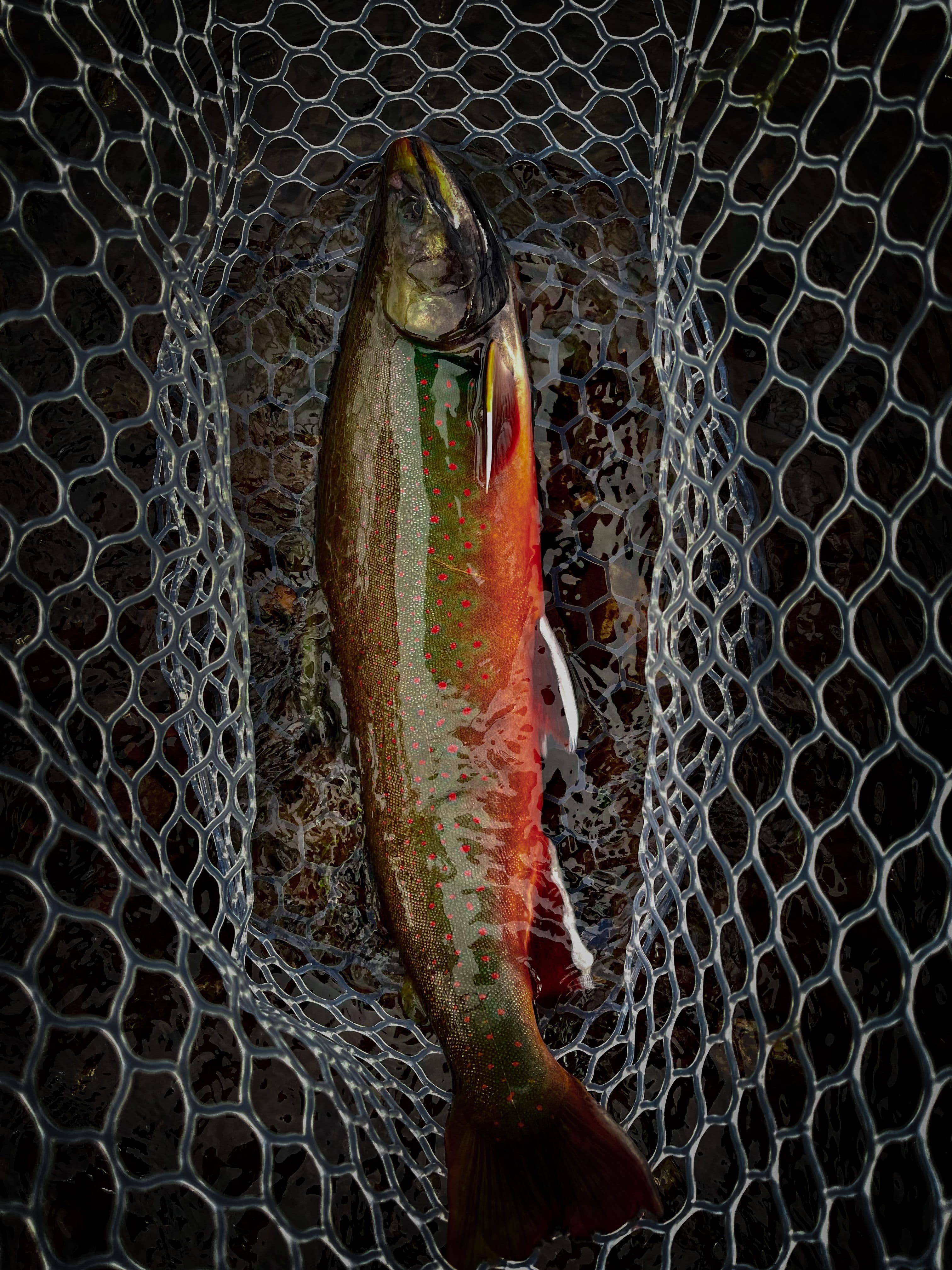 Dolly Varden